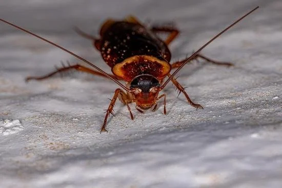 Close-up of a cockroach on a flat surface.