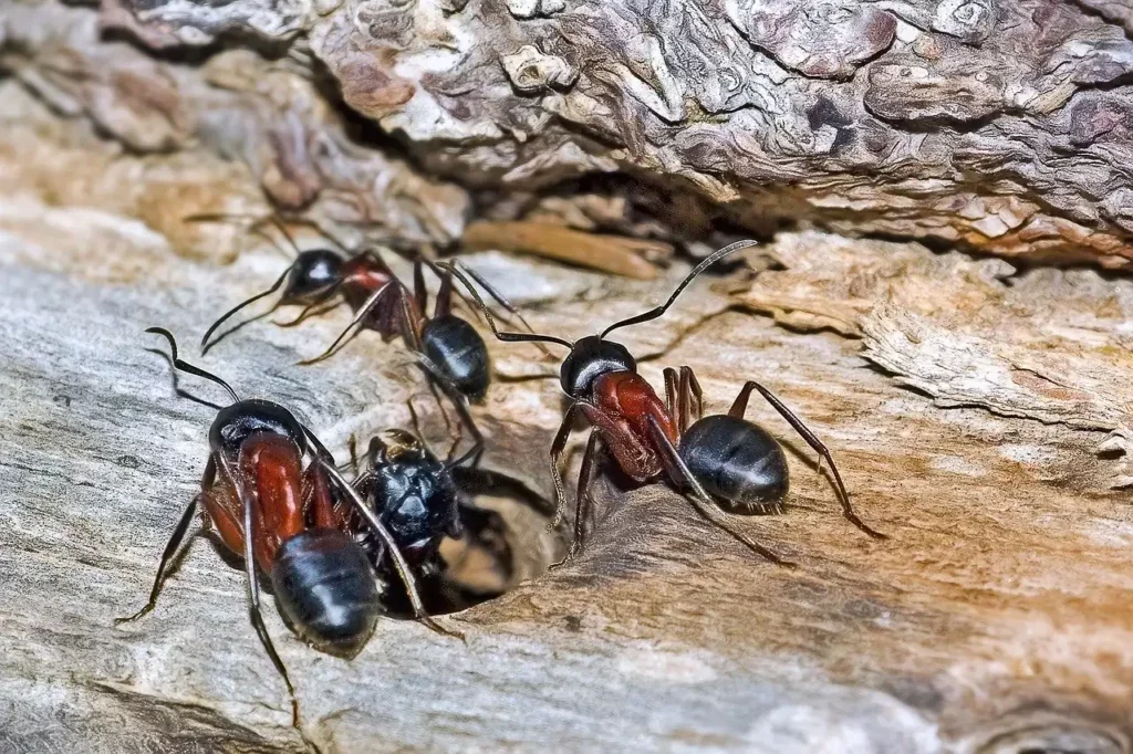 Close-up of three black ants with reddish thoraxes on a tree bark surface.
