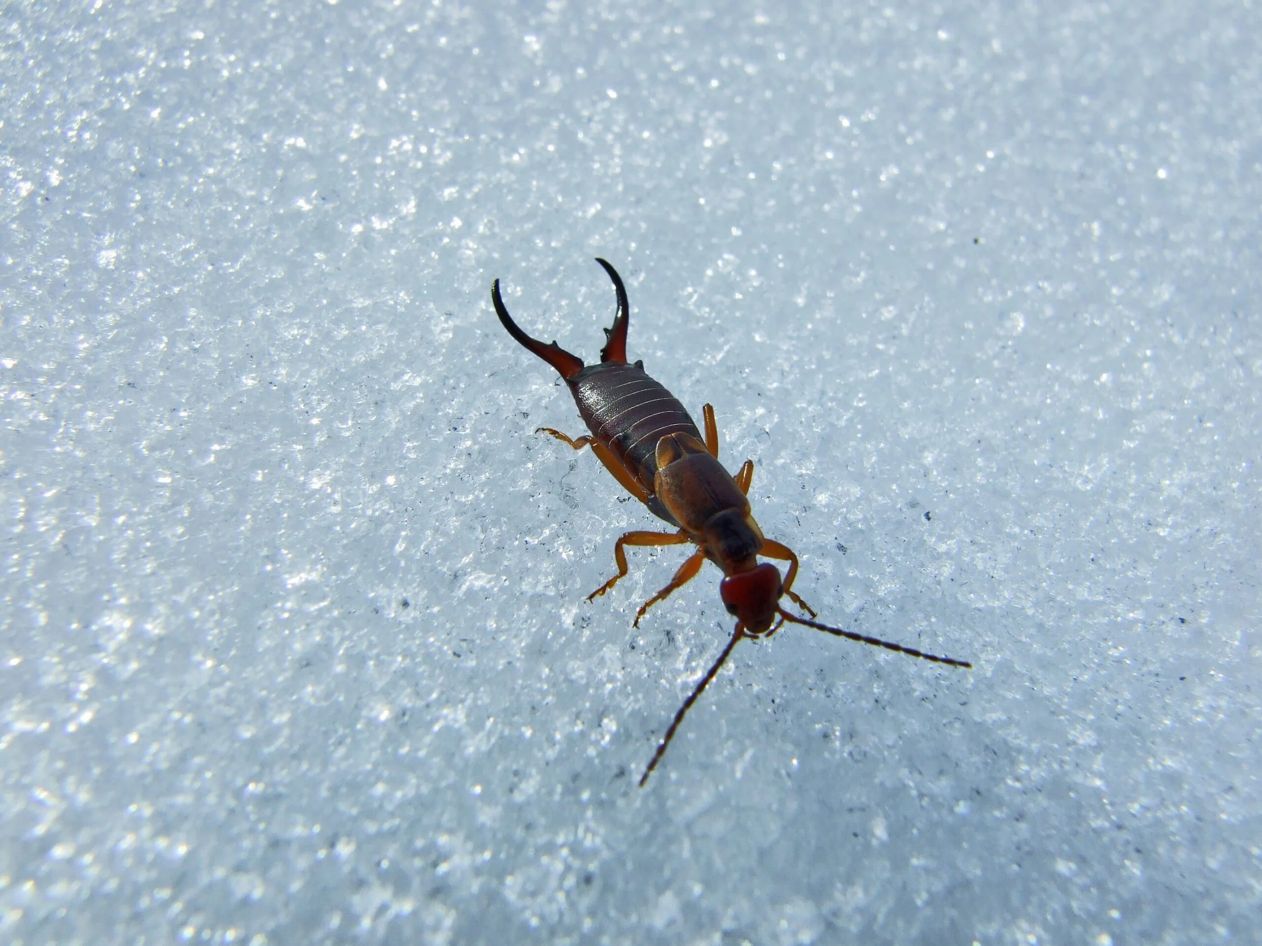 A small animal, possibly a scorpion or similar creature, walking on a glittery, icy surface.