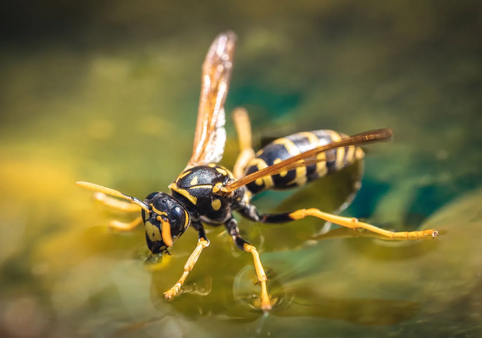Close-up of a black and yellow wasp on water surface.