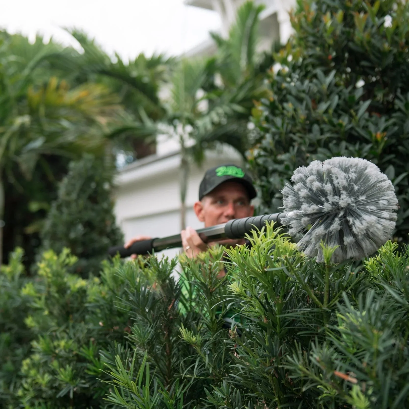 A man in a black hat and green shirt gardening, using a leaf blower to clear leaves and debris from lush green bushes and plants.