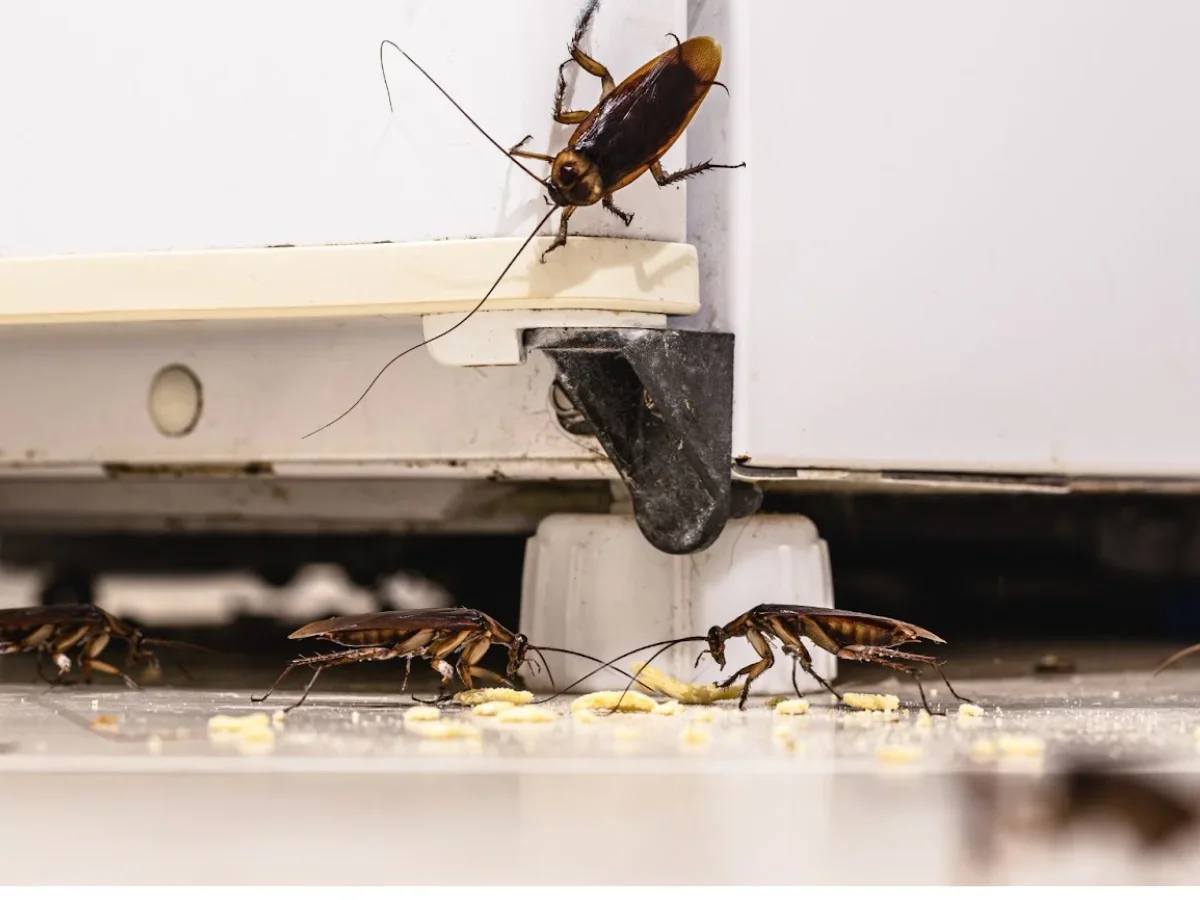 Cockroaches on a kitchen floor, near a microwave and some scattered food or crumbs.