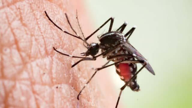 Close-up photograph of a mosquito feeding on human skin.