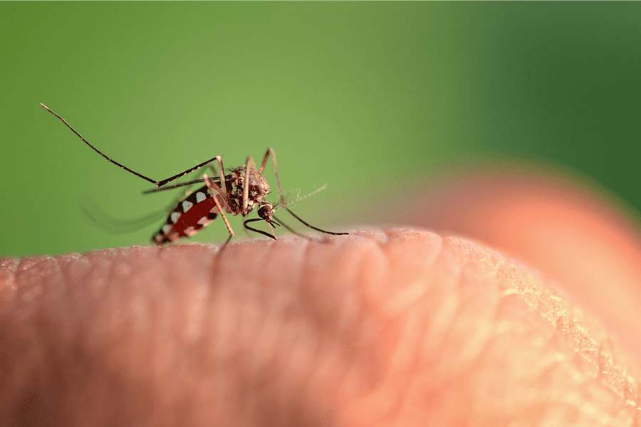 A close-up of a mosquito on human skin.
