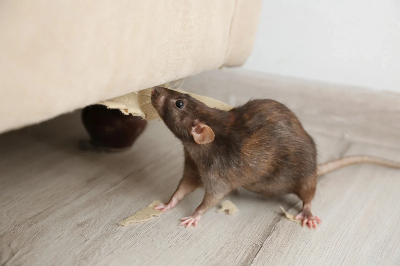 A brown mouse sniffing a torn piece of paper underneath a beige couch on a wooden floor.