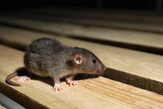 A small brown mouse walking on a wooden surface.