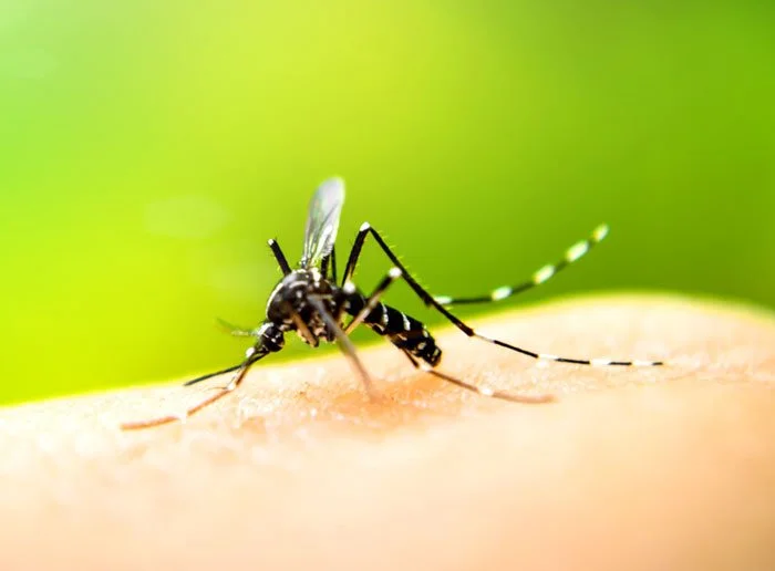 Close-up of a mosquito on human skin, with a blurred green background.