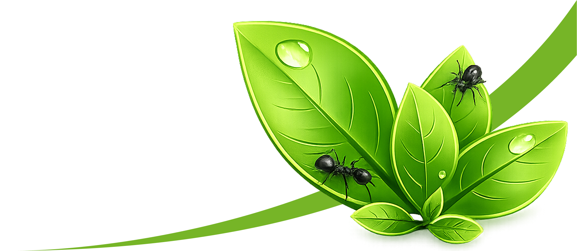Illustration of green leaves with water droplets and two black ants crawling on the leaves.