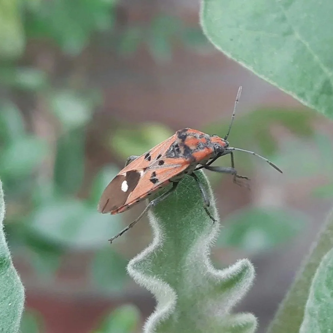 Pests and Property Damage: What Every Homeowner Should Know