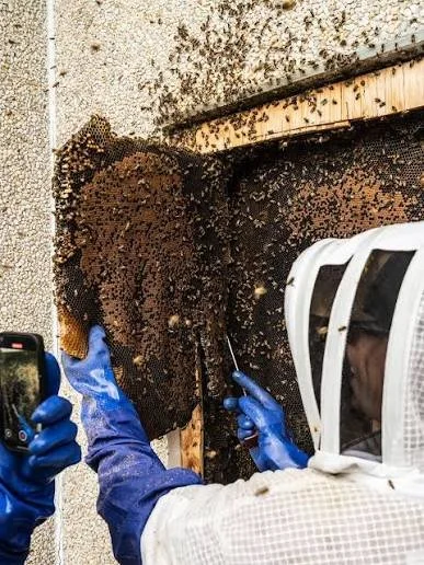 A beekeeper wearing protective gear, including a white suit and blue gloves, inspecting a hive with a bee-covered wooden frame.