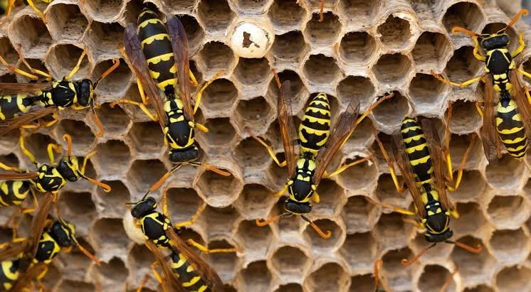 Close-up of several wasps on a honeycomb.