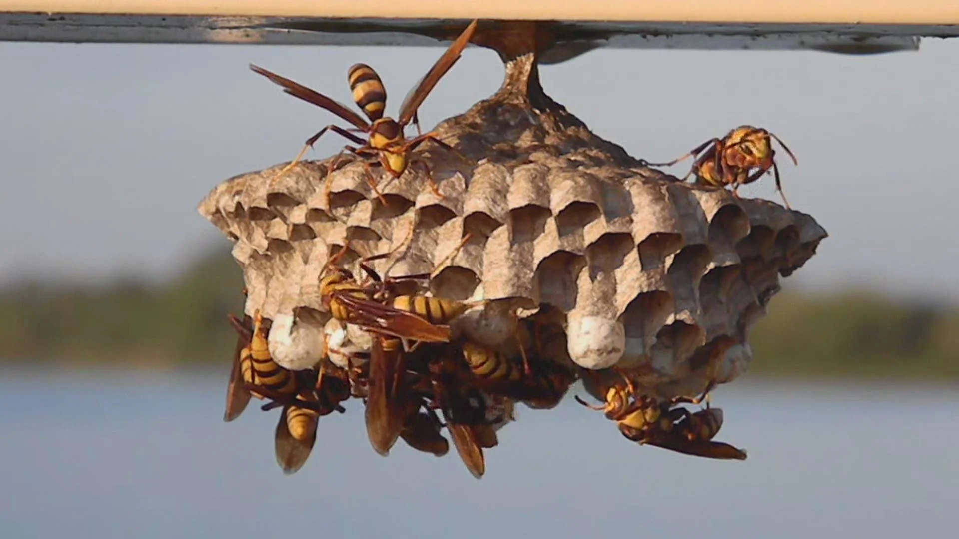 Wasps building a paper nest hanging from a horizontal surface.