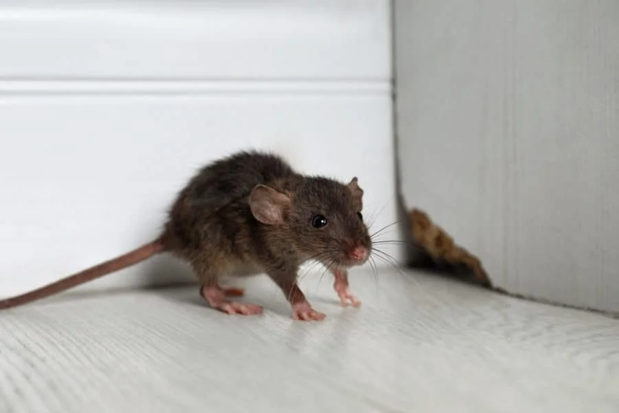 Close-up of a brown mouse with pink tail and paws on a white wooden surface near a corner.