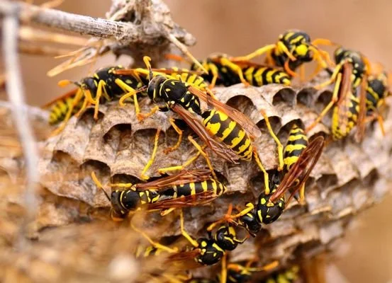 Swarm of paper wasps on a nest made of papery material.