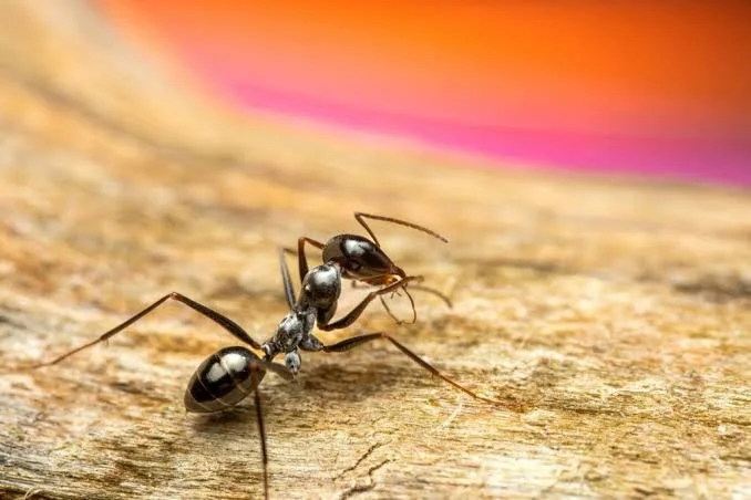 Close-up of an ant walking on a wooden surface with a blurred pink background.