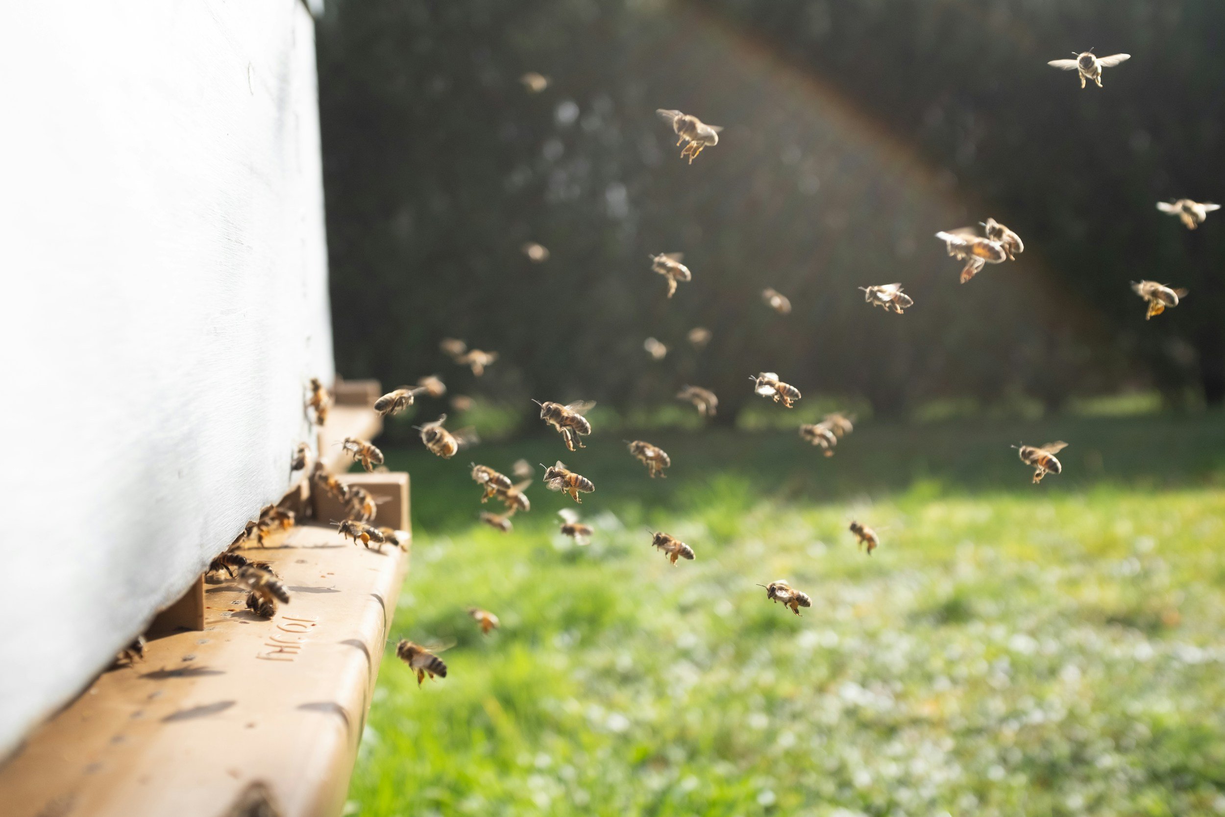 It’s all about the bees