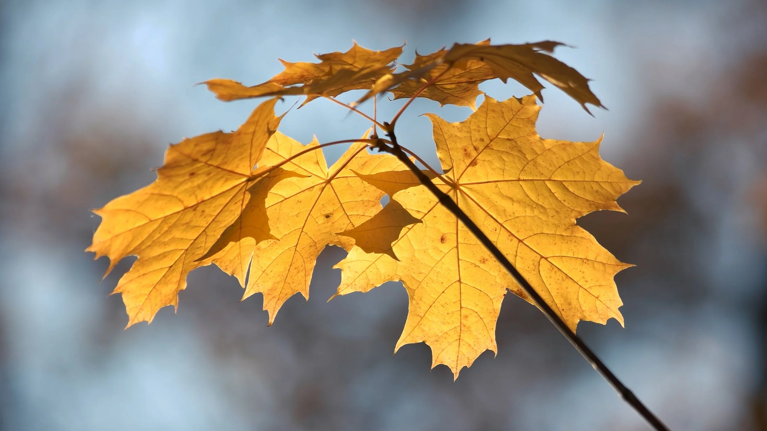 yellow-maple-tree-leaves-on-branch-2026-03-09-04-28-44-utc.jpg