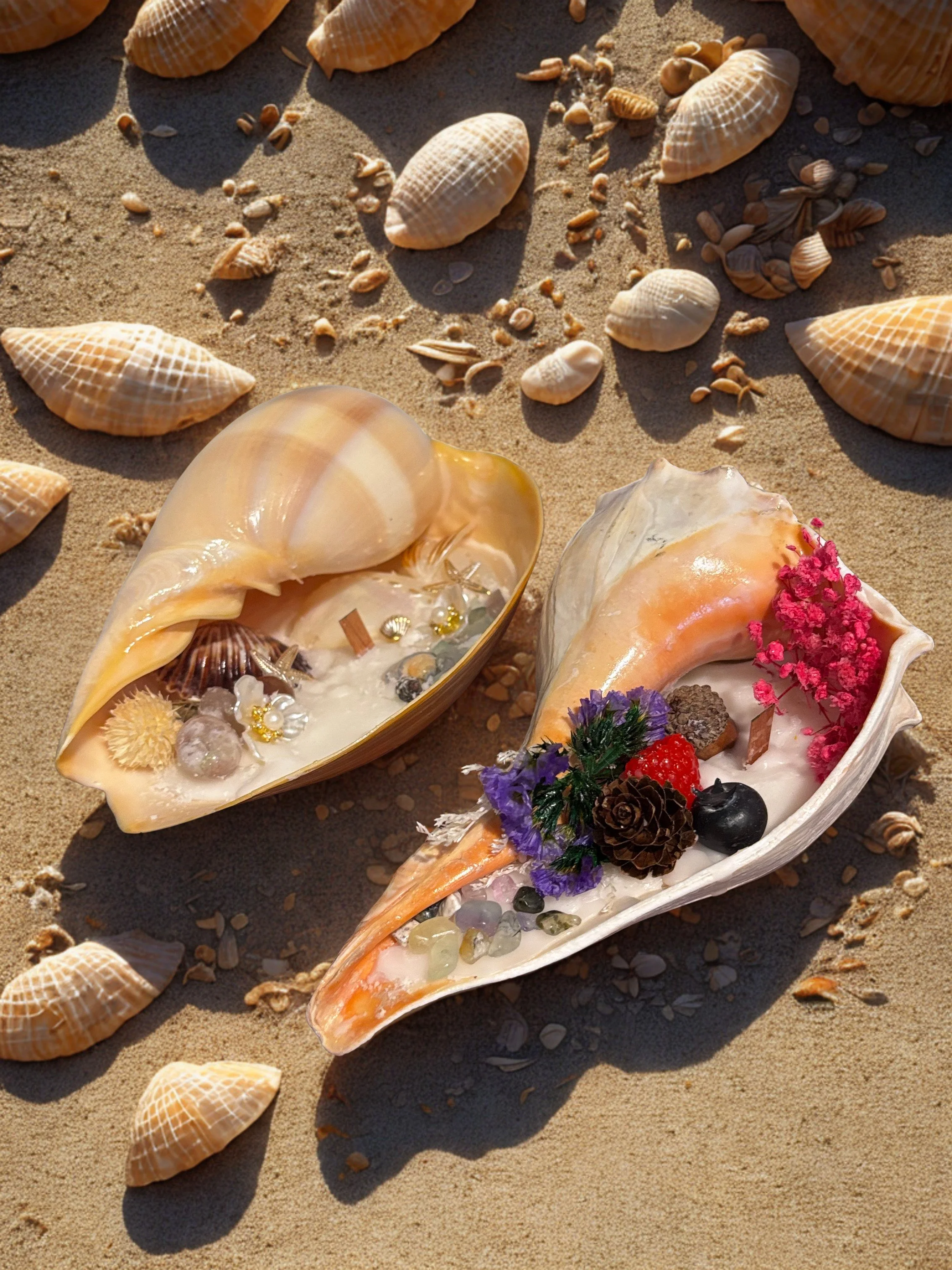 Seashells on the beach.jpg