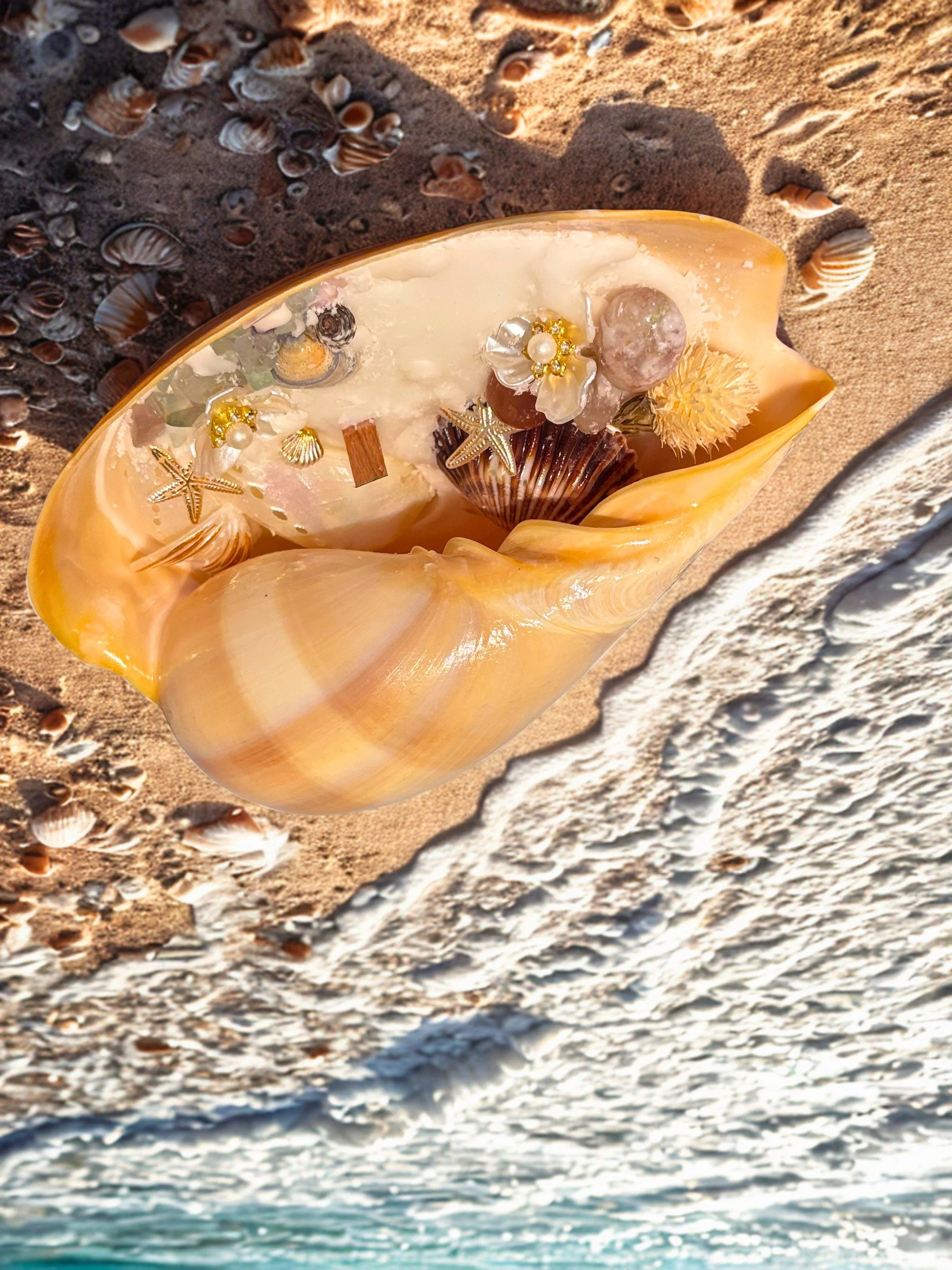 Counch on the beach.jpg