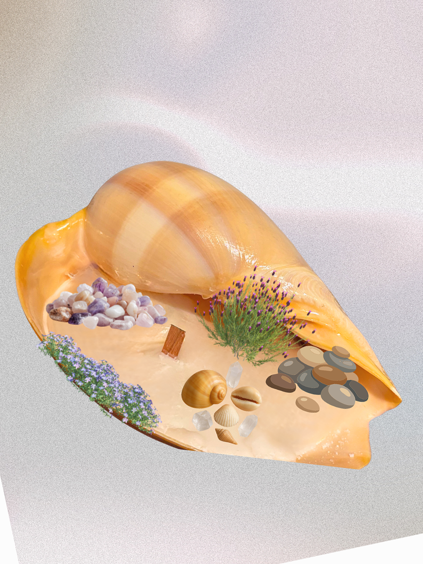 Lrg+shell_rocks_plants_design.png