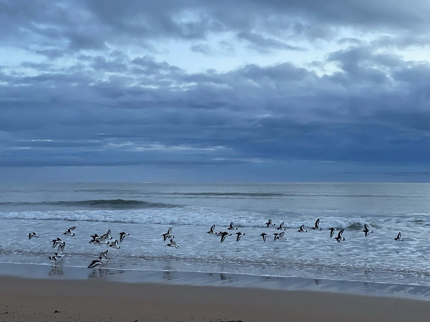 Seabirds.jpg