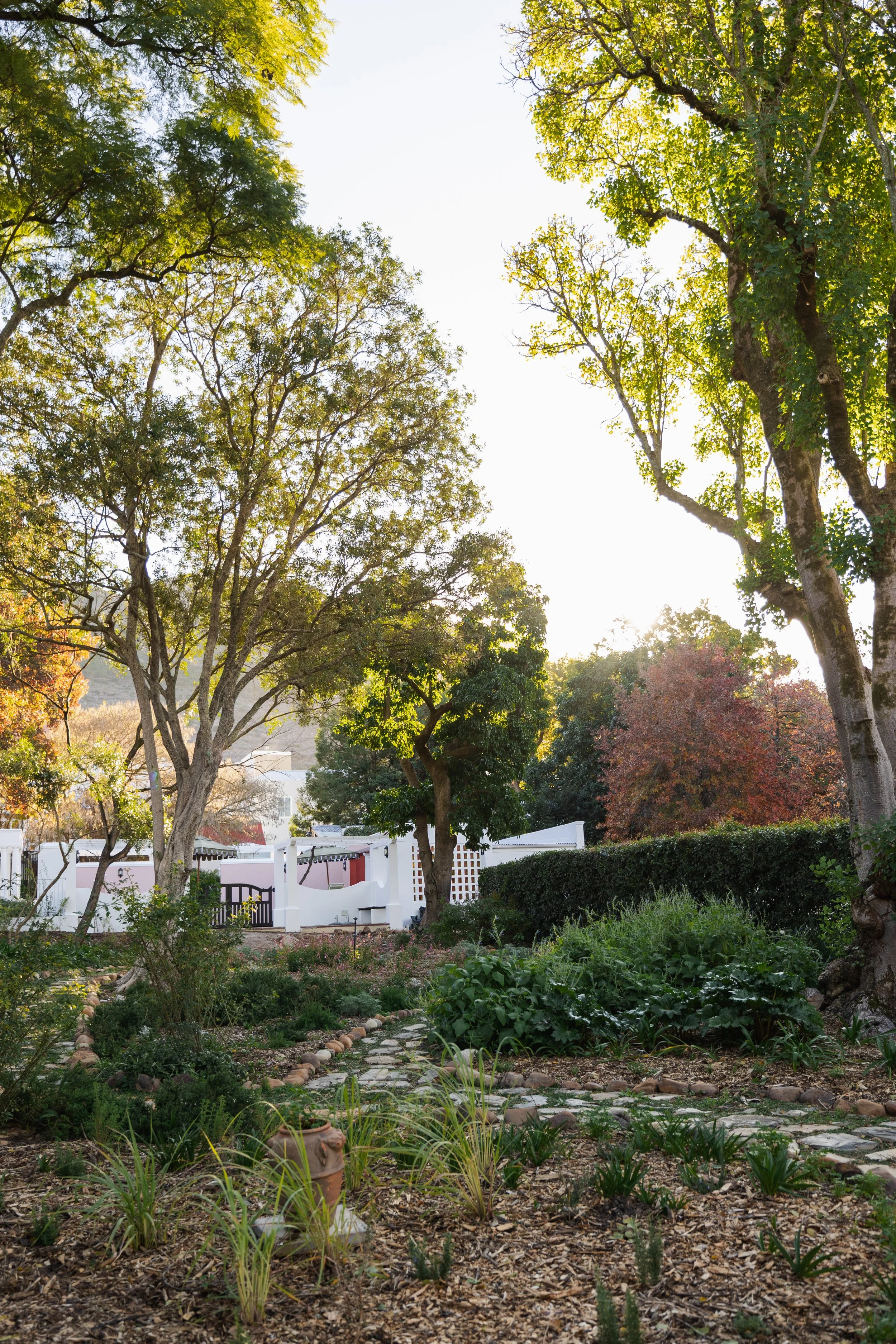 Wander through the restored gardens of Zomerlust Boutique Hotel, a peaceful Paarl sanctuary where heritage landscapes and contemporary luxury exist in perfect harmony.