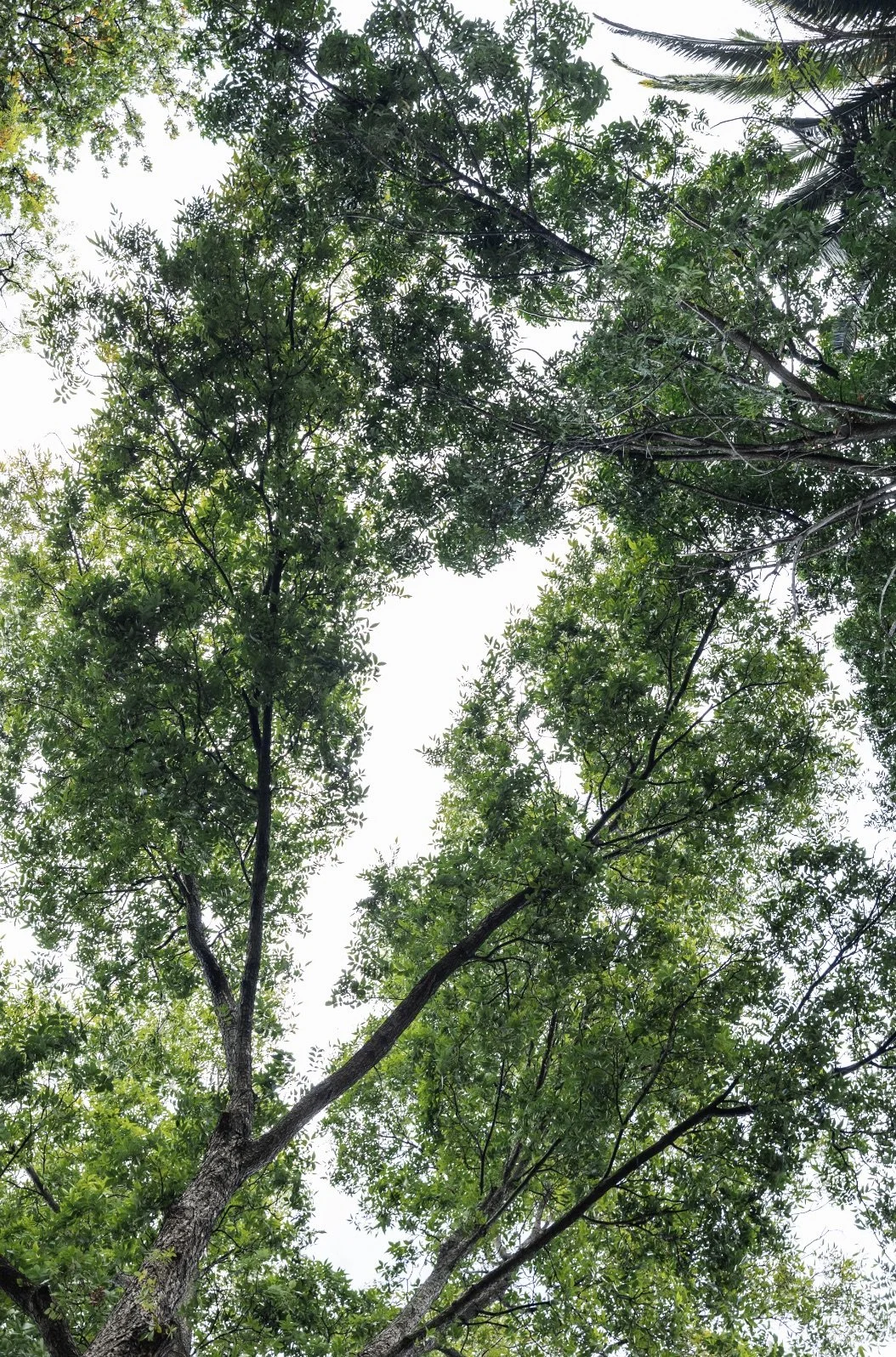 Ancient heritage trees form a tranquil canopy above Zomerlust, a restored Paarl estate where nature, history and timeless Cape Winelands beauty meet.