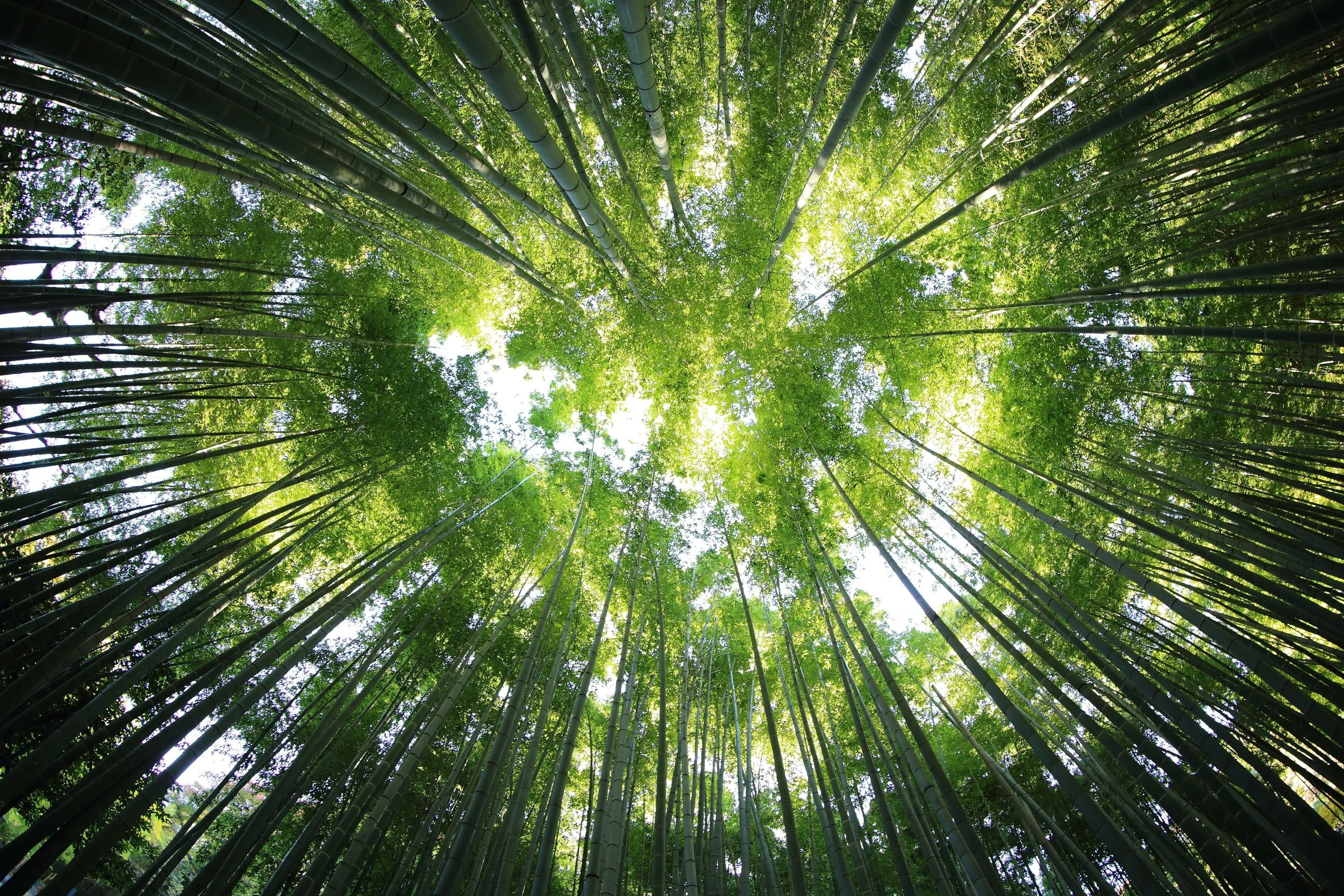 Inside a bamboo forest with tall, green bamboo stalks reaching towards the sky, sunlight filtering through the leaves.