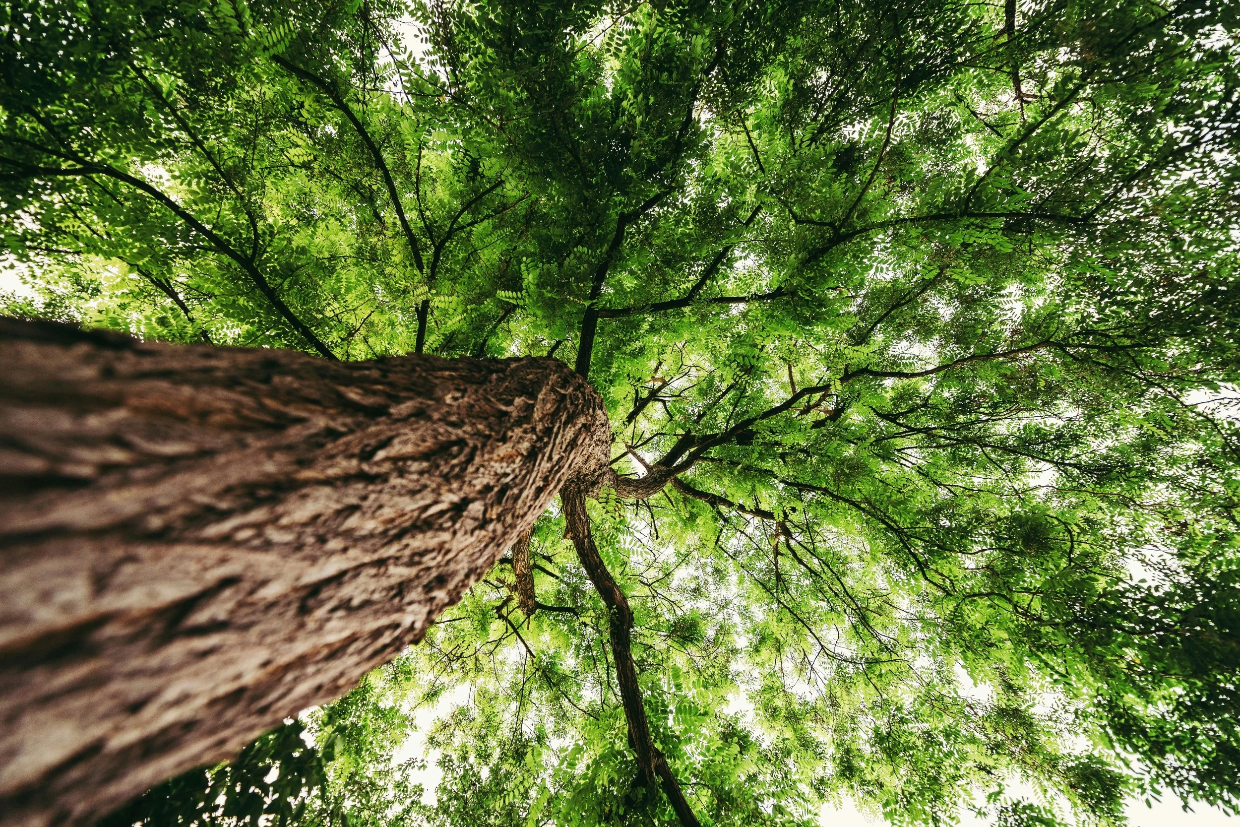 Looking up at a tall tree with a textured trunk, surrounded by lush green leaves and branches, with sunlight filtering through the canopy.