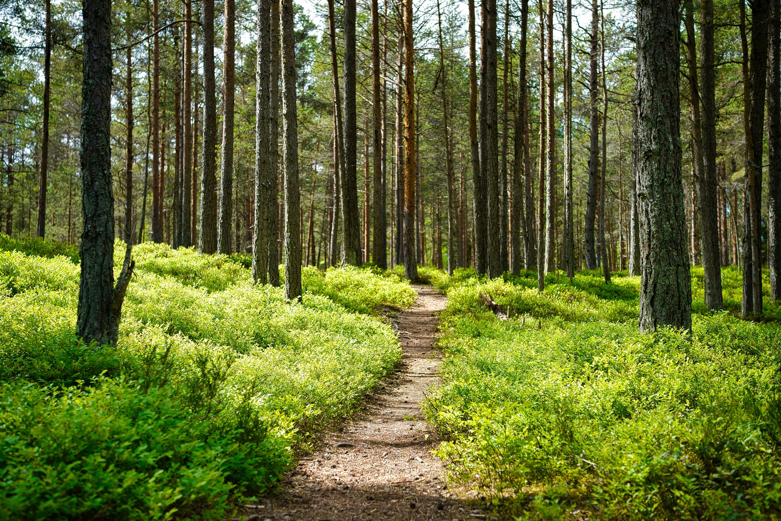 A narrow dirt trail running through a dense green forest with tall pine trees and sunlight filtering through the branches.