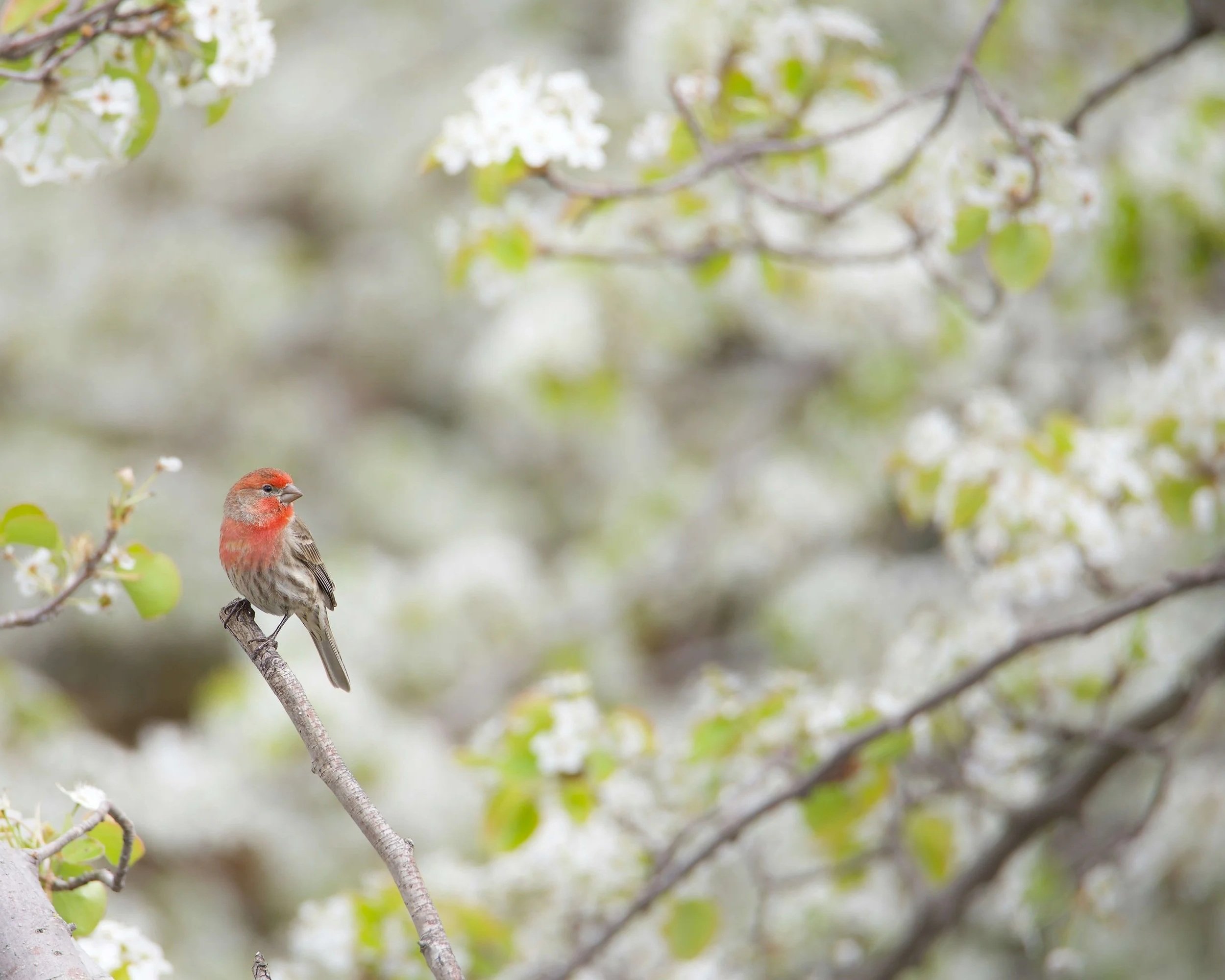 A small bird with reddish-brown and gray feathers perched on a tree branch with white blossoms and green leaves.