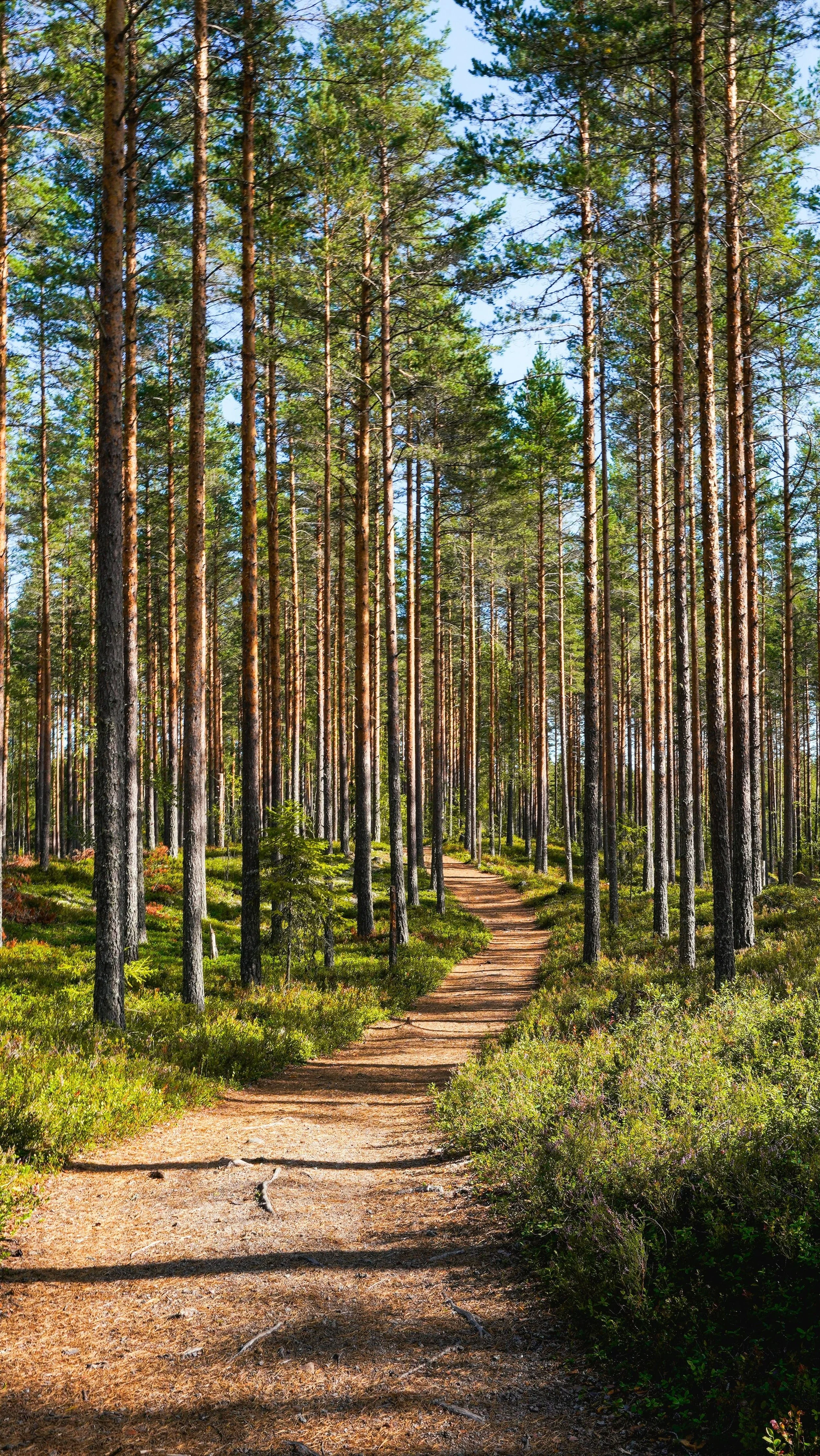 A dirt trail running through a dense forest of tall pine trees with green foliage and a blue sky overhead.