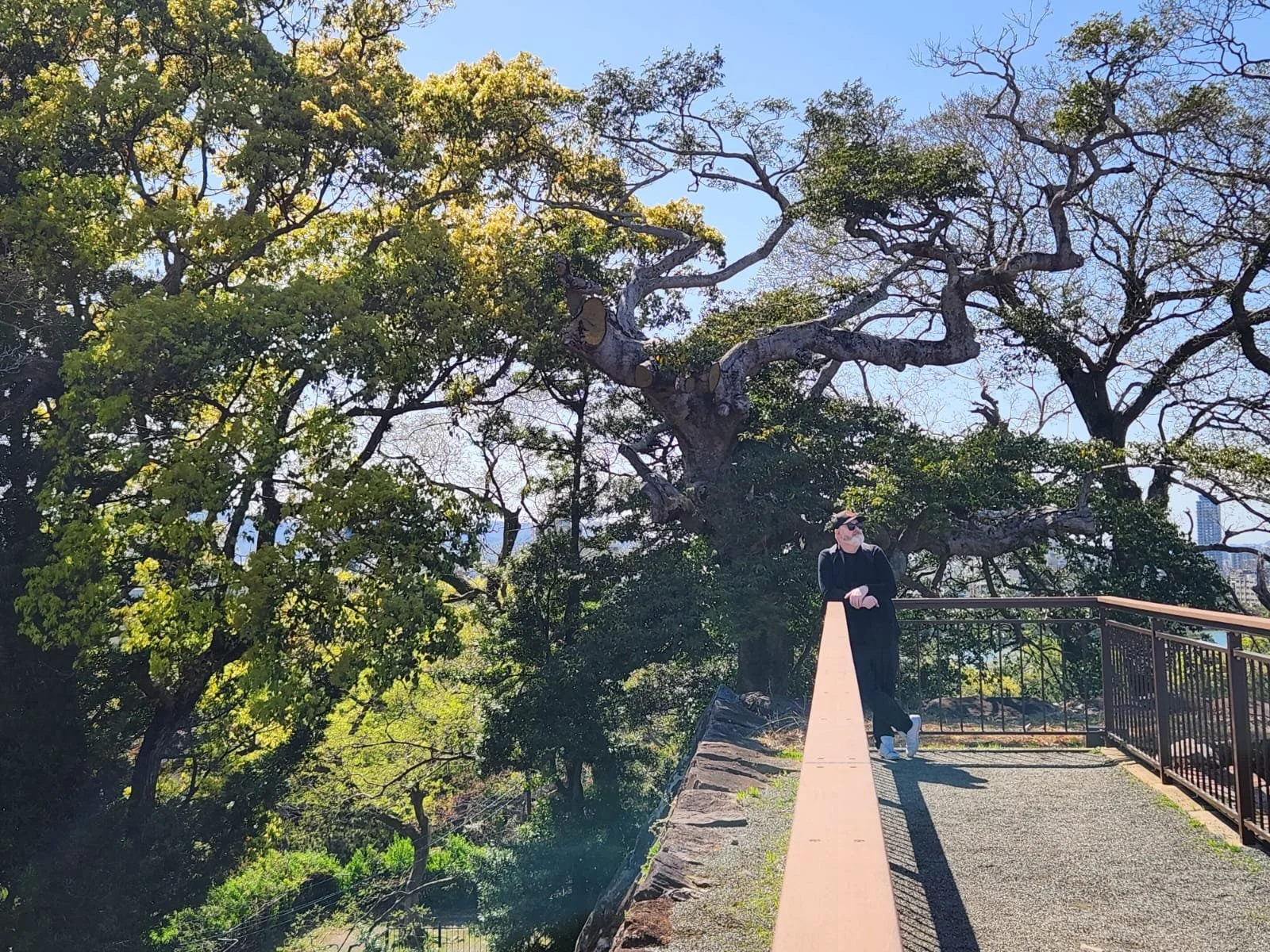 A person in black clothing and sunglasses standing on a pathway in front of a large tree with sprawling branches and green foliage.
