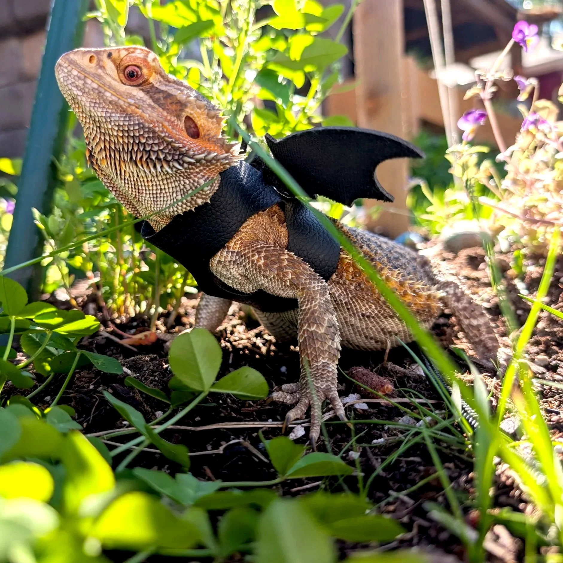 Backyard BFFs
