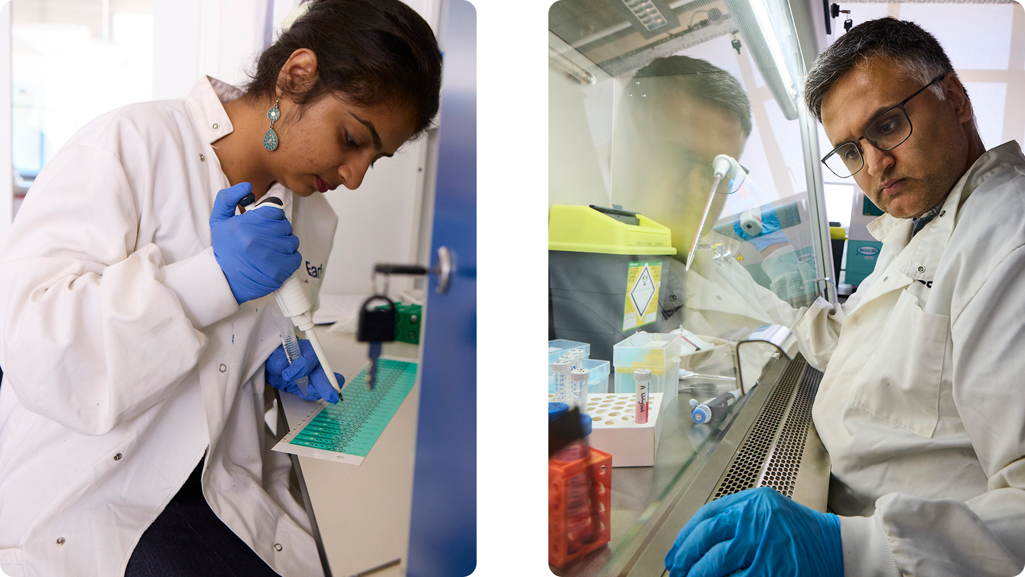 Two scientists working in a laboratory. The woman on the left is using a micropipette and covers a plate, wearing safety gloves, earrings, and a white lab coat. The man on the right is working inside a biosafety cabinet, wearing safety glasses, glove