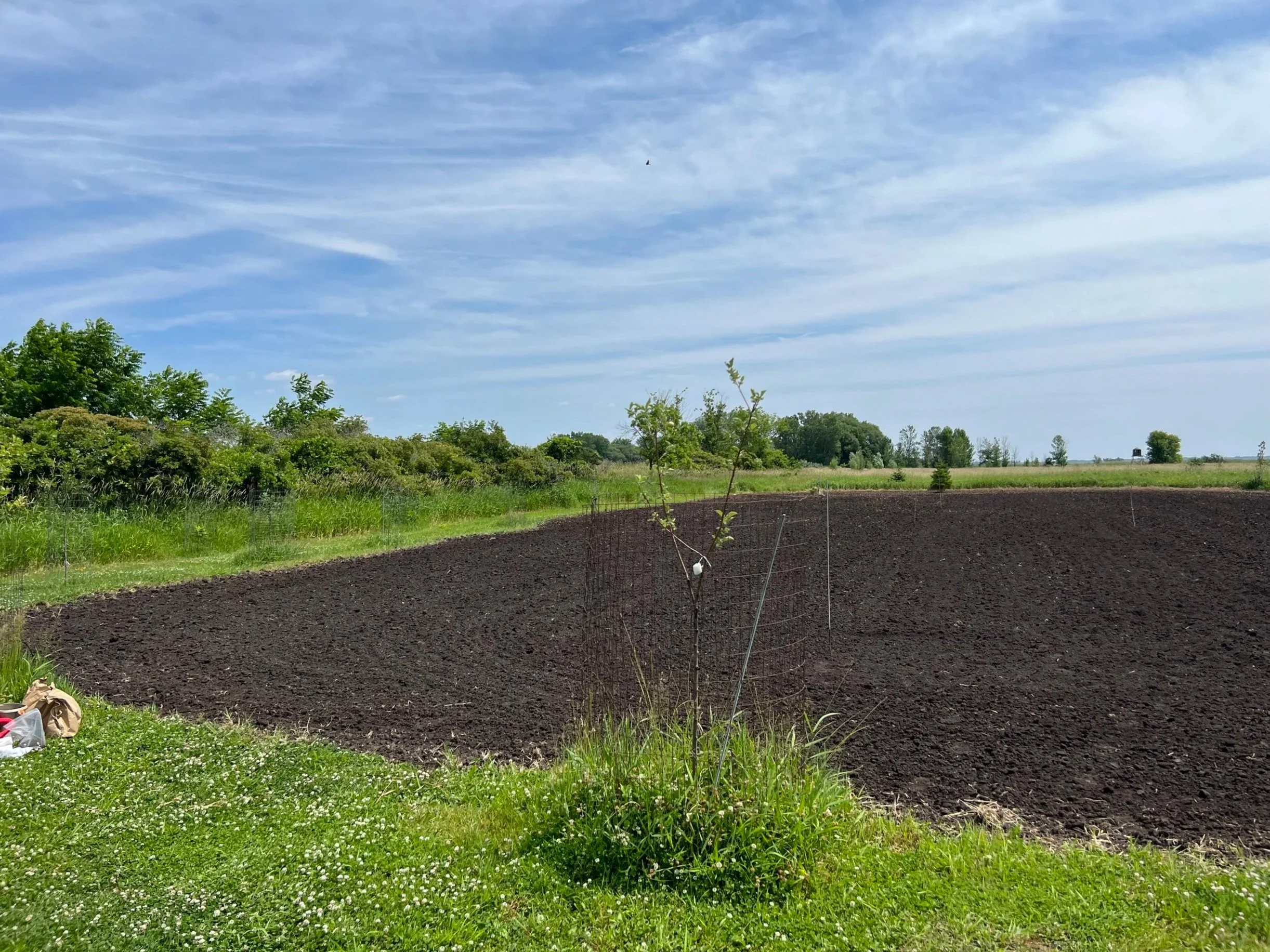 Brush cut with brush hog attachment, tilled with tractor, for planting food plot. Omro, Wisconsin.