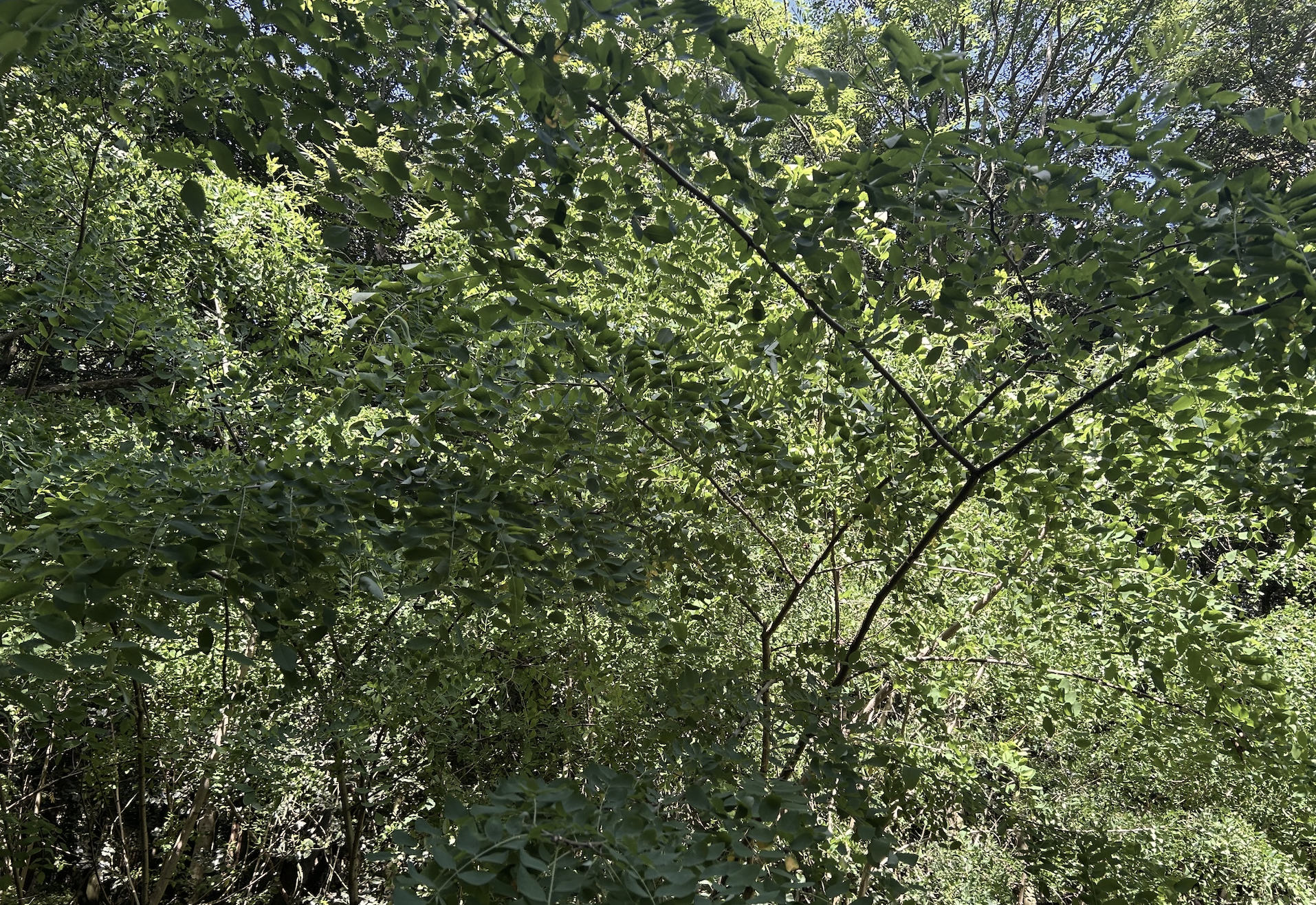Overhead view of a lush green forest canopy with dense leaves and branches.