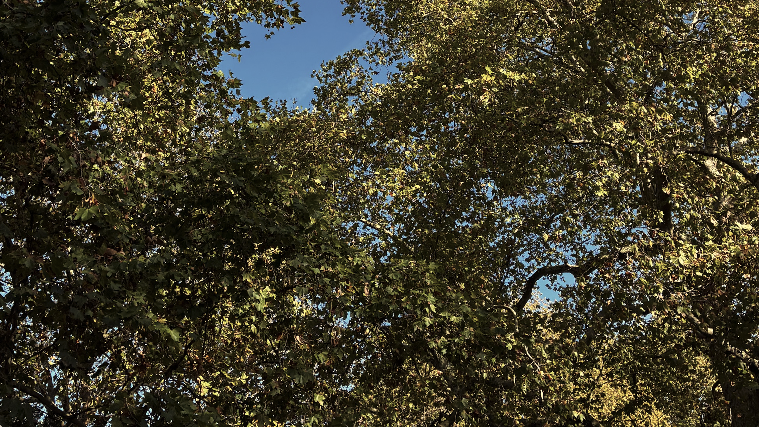 Tree canopies with green leaves and a blue sky visible through the branches.