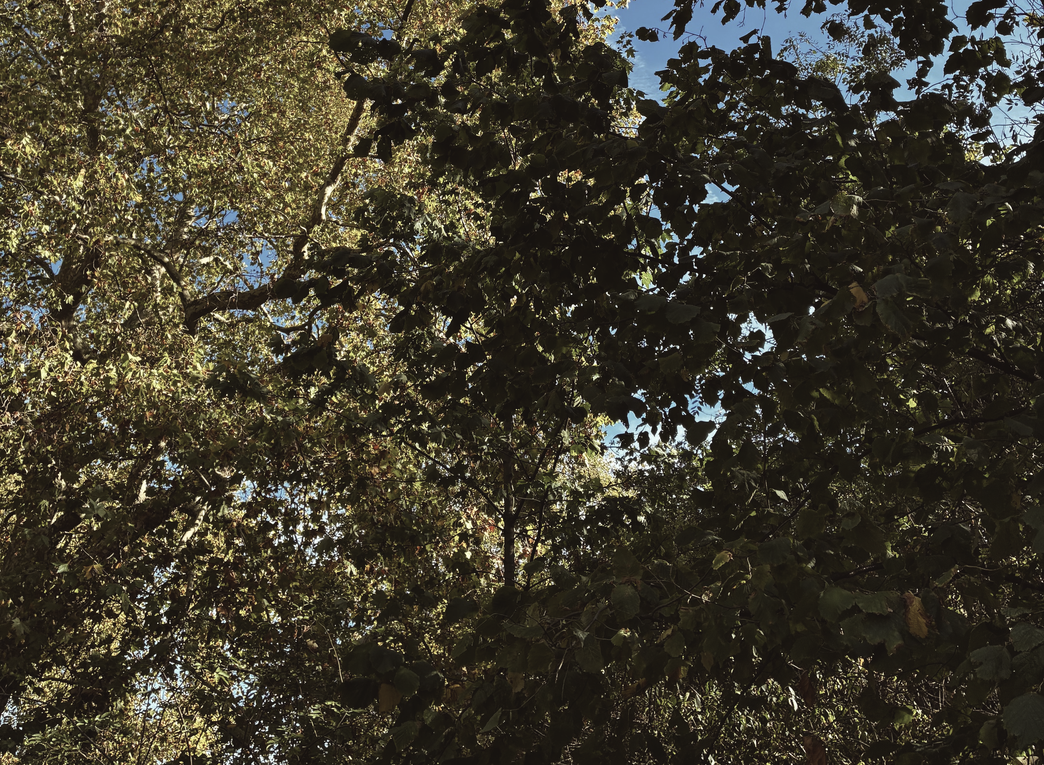 Looking up at tree branches with green leaves against a blue sky.