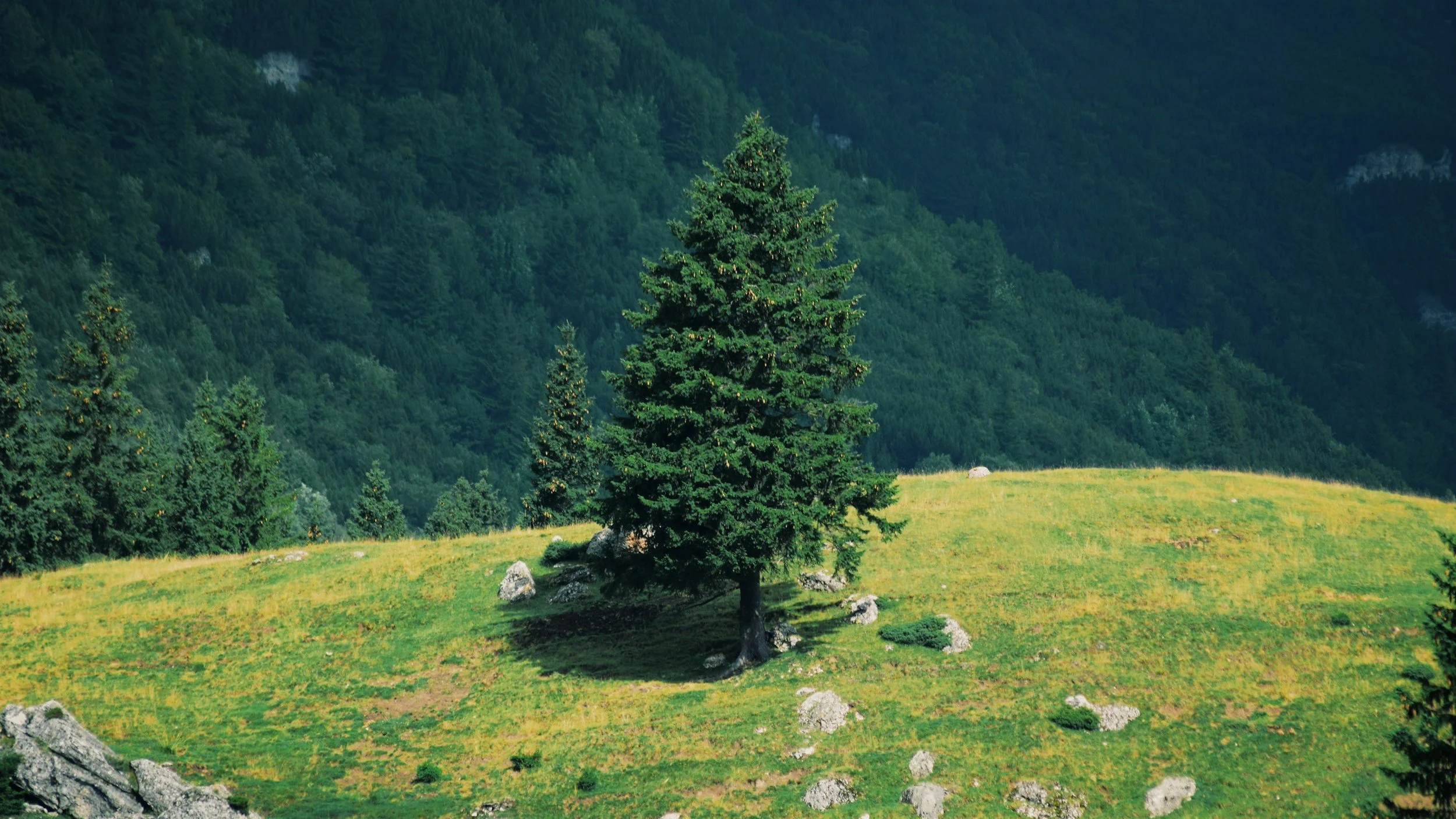 Solitary evergreen tree on grass at the edge of a forest in natural landscape