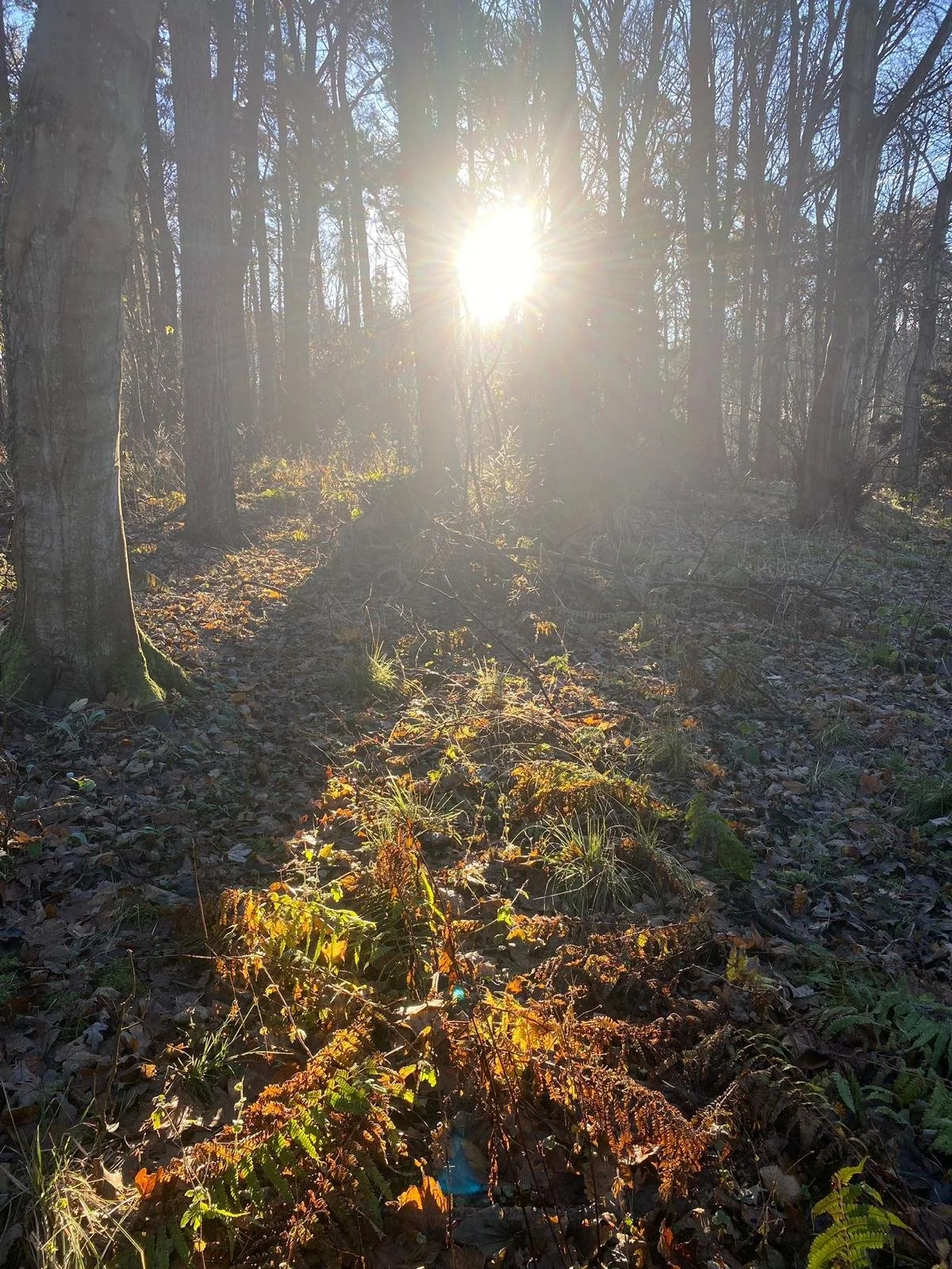 Bright sunlight shining through a dense forest of tall trees with fallen leaves and undergrowth on the forest floor.
