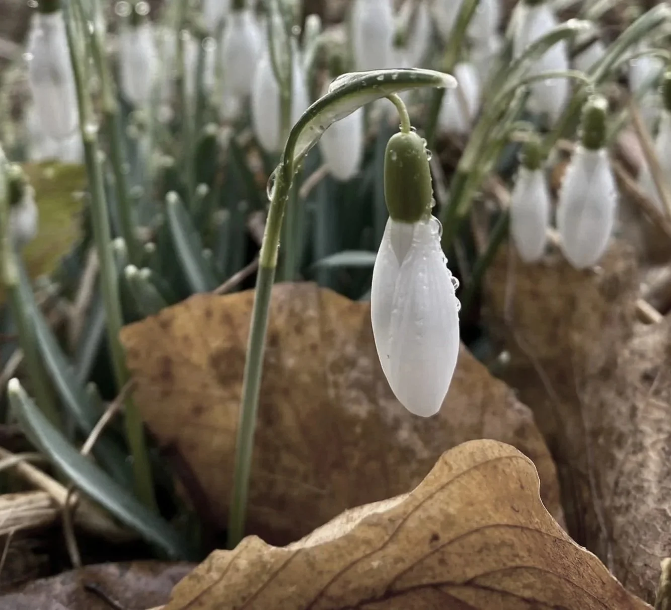 Close-up photograph of a white snowdrop flower.