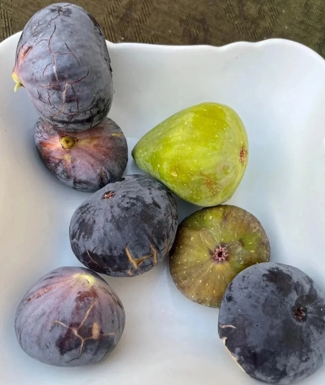 Close-up of figs on grey and white backdrop