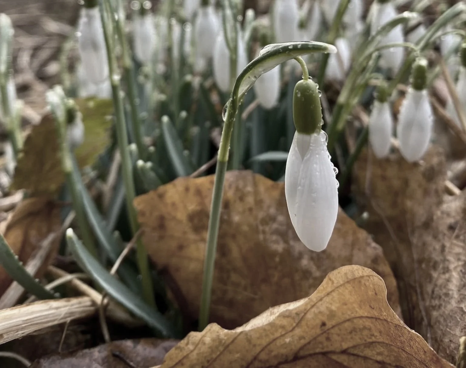 Artistic impression of snowdrops, capturing delicate white blossoms emerging in early spring, symbolising renewal, purity, and gentle emergence.