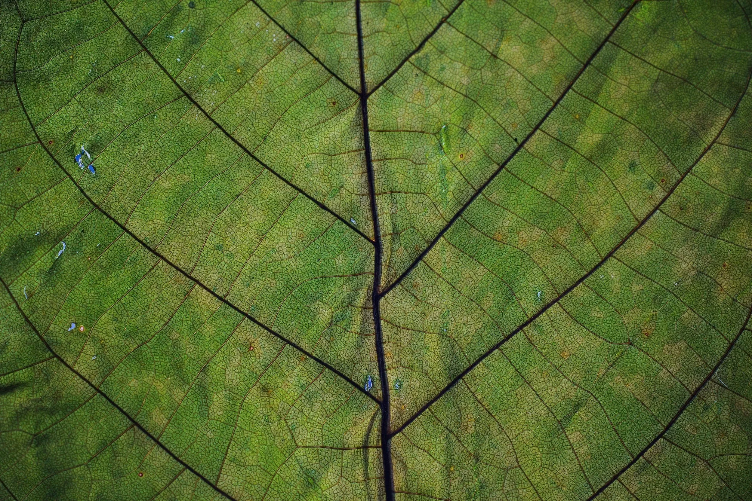 Close-up of a green leaf showing visible veins.