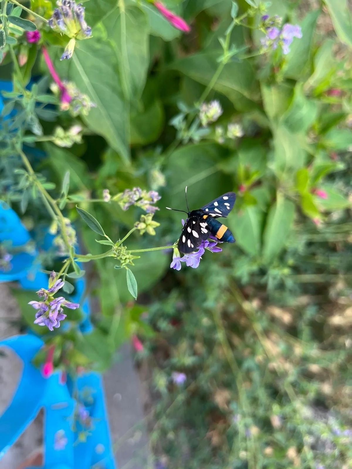 Butterfly perched on a flowering plant.\