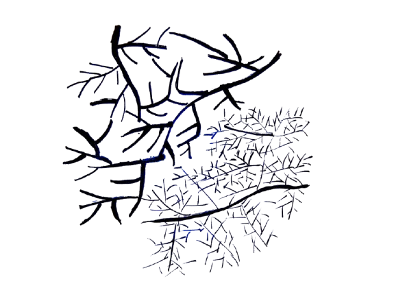 Abstract black line illustration of leaf structures resembling arteries and veins