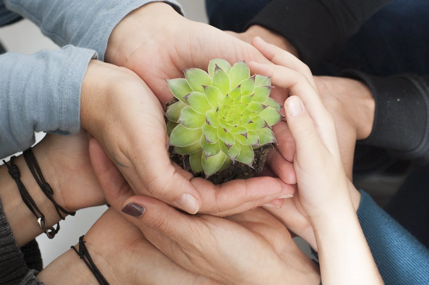 Stacked hands with green plant held gently in the top pair of hands