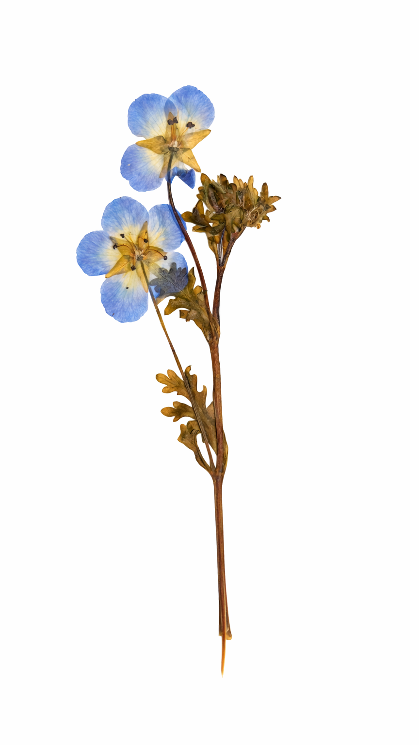 Dit was 1 van de eerste bloemen die ik perste: de vlasbloem.