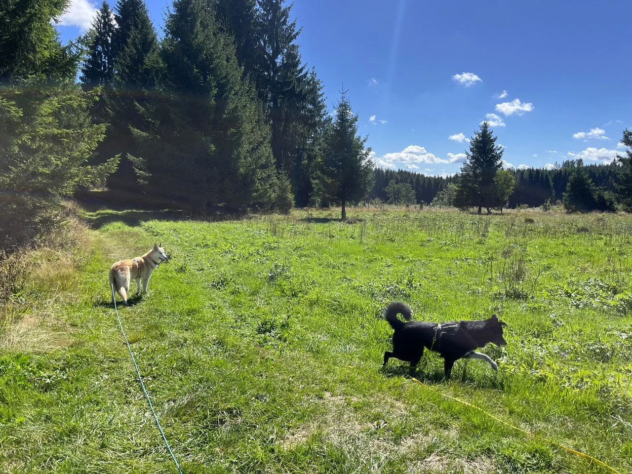 Zwei Hunde, einer hell und einer schwarz, laufen in einem grünen Wiesenfeld mit Bäumen im Hintergrund an einem sonnigen Tag.